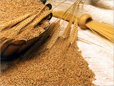 Indian Wheat
