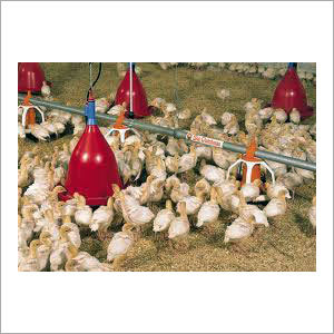 Poultry Finisher Feed