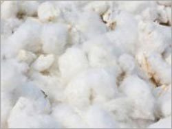 Cotton Seeds