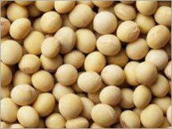 Soybean Seeds