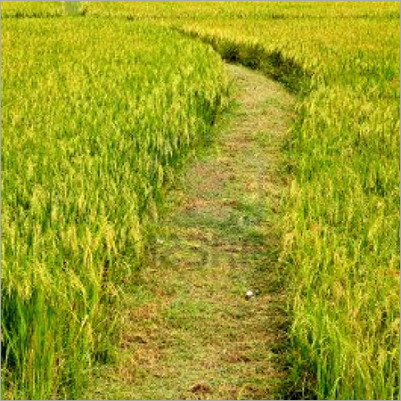 Ponni Raw Rice