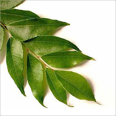 Curry Leaf