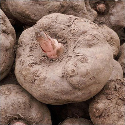 Elephant Yam