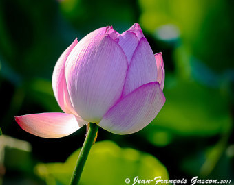 Lotus Flower