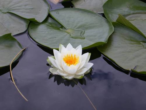 White Lotus Flower