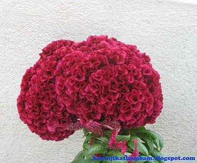 Kolikondai Flower