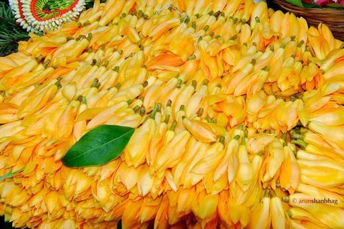 fresh flower