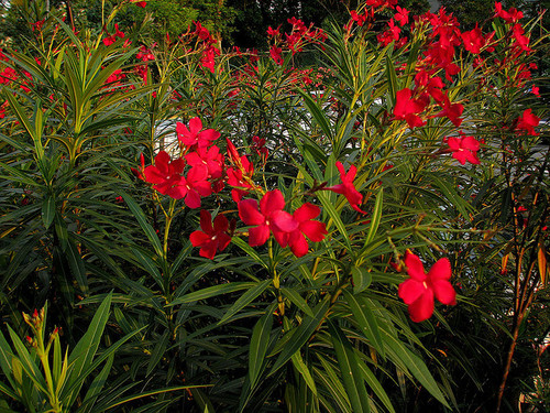red aralli flowers