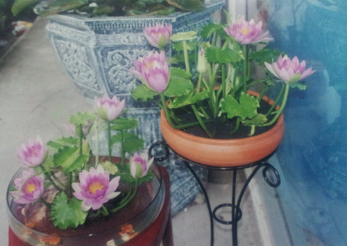 Lotus Ponds