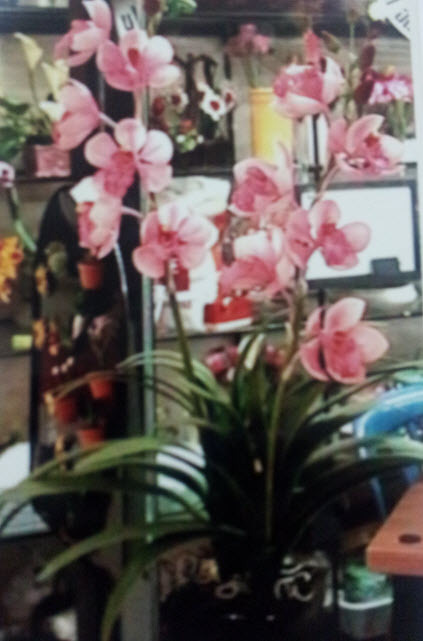 Flower Bouquets