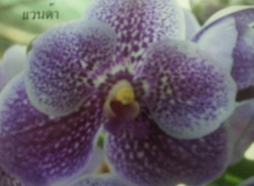 Purple Flower Bouquet