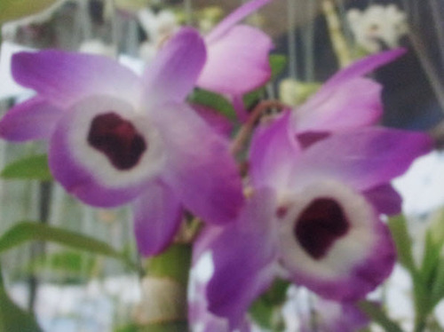 Purple Exotic Bouquet Flowers