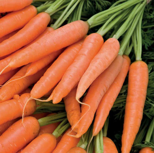 Orange Carrot