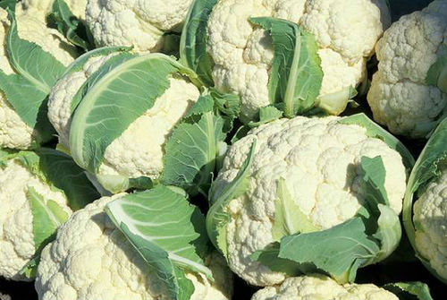 Cauliflower Vegetable