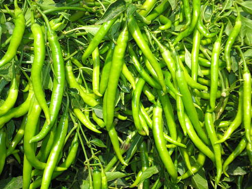 Green Chillies
