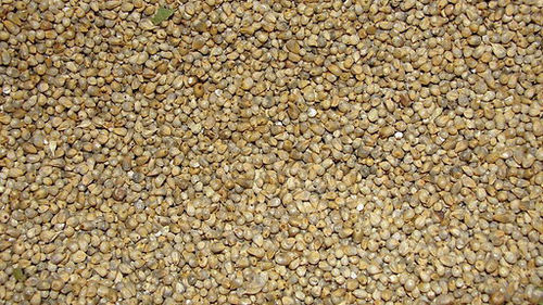 Green Millet