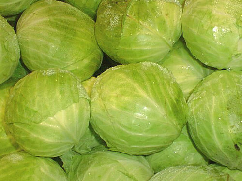 Green Cabbage