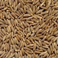 indian cumin seeds