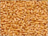 Milling Wheat