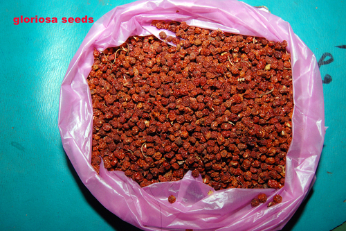 Gloriosa Superba Seeds