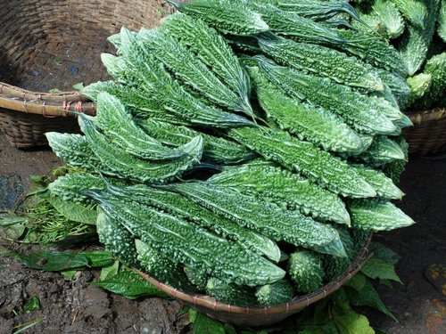 Bitter Gourd