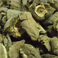 Dried Behada 