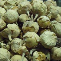 Paneer Fruit