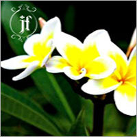 Champa Hydrosol