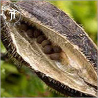 Ambrette Seed Oil