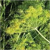 Anethi Oil