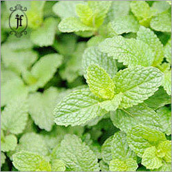 Bergamot Mint Essential Oil