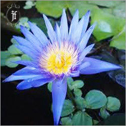 Blue Lotus Attar