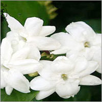 Jasmine Sambac Ruh Motia