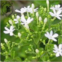 Jasmine Essential Oil