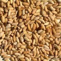 Agrigold Neem Seeds