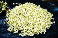 Fresh Jasmine Flower