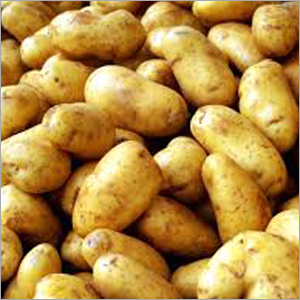 Potato