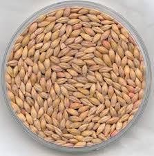 Barley Price