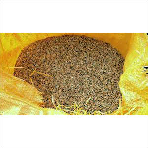 Fresh Non Basmati Rice