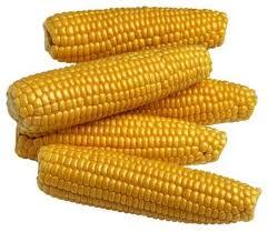 Credence Yellow Maize Corn