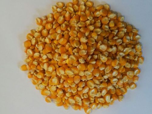 Yellow Maize
