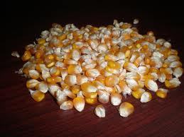 Yellow Corn Maize Suppliers - 50kg Bag, Yellow Color, 14% Max Moisture | High Protein, Custom Packaging, Timely Delivery, Freshness