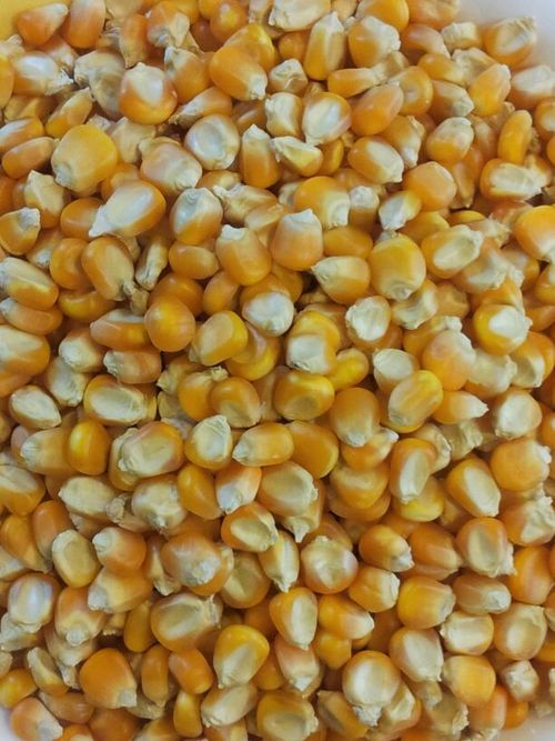 Yellow Maize Selling Price