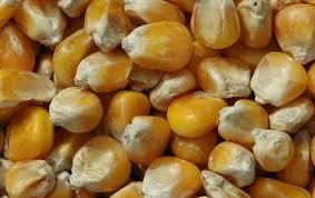 Yellow Maize