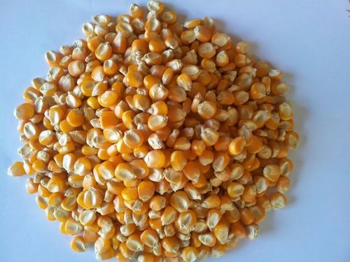 Yellow Maize