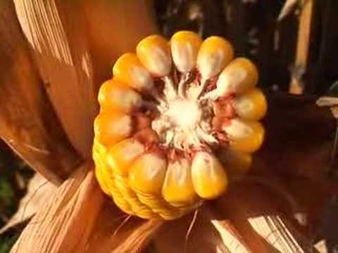 Yellow golden Corn / Maize