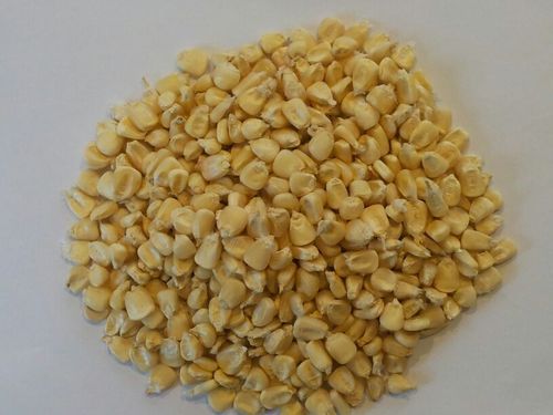 White Maize Corn