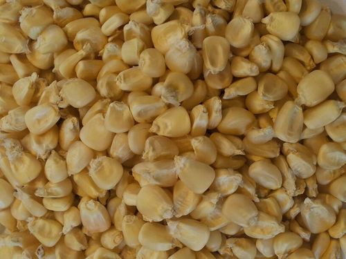 White Corn Maize