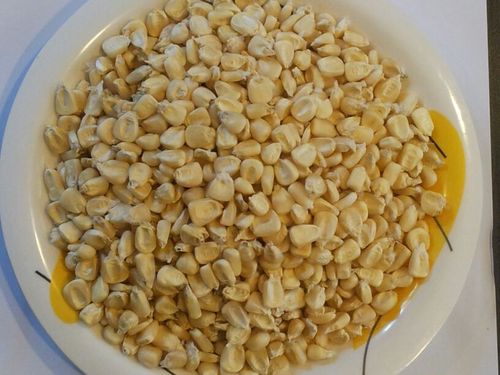 White Corn Maize