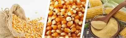 Yellow Buttery Indian fine corn bread